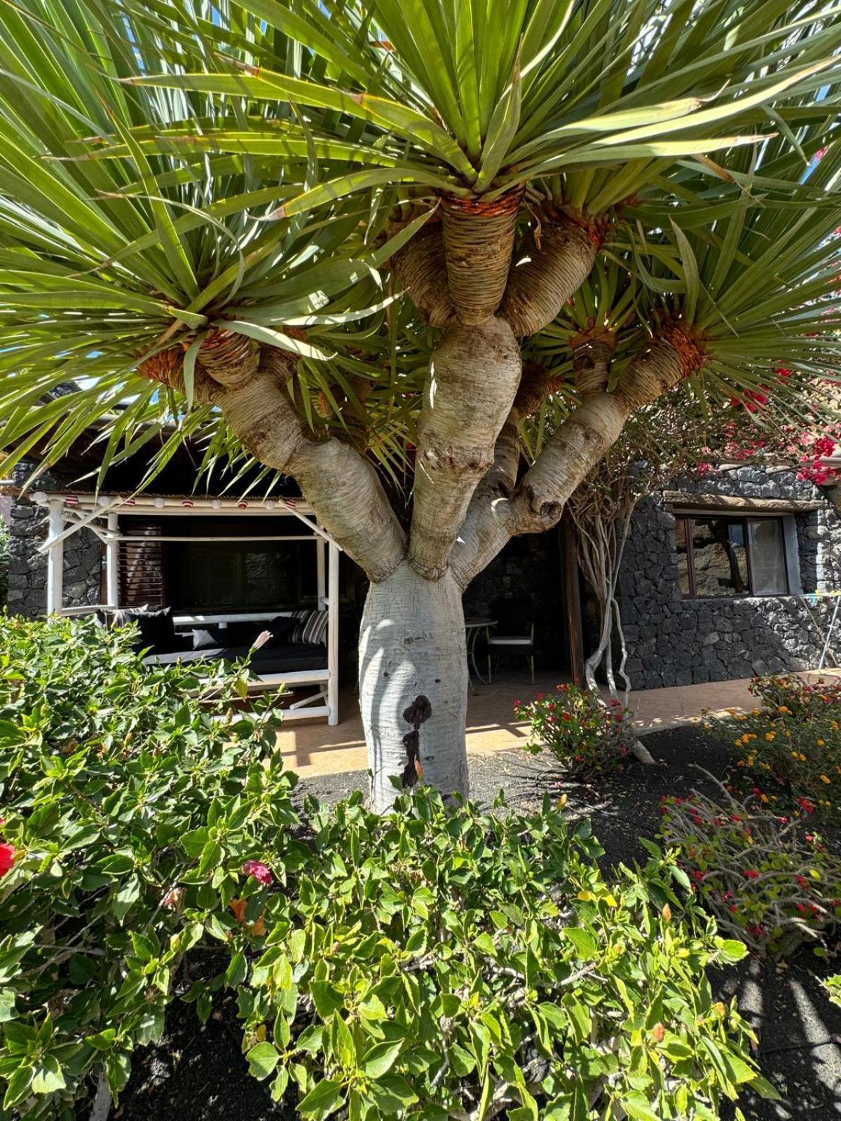 Castillo Lanzarote Villa Bailey - Luxury Villa - Pet Friendly With Heated Pool La Asomada  Exterior foto